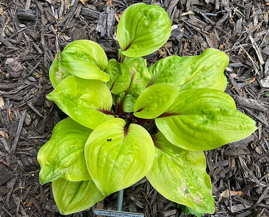 Lettuce Wrap Hosta Plants online shopping