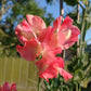 Marjorie Carrier Sweet Pea seeds online shopping