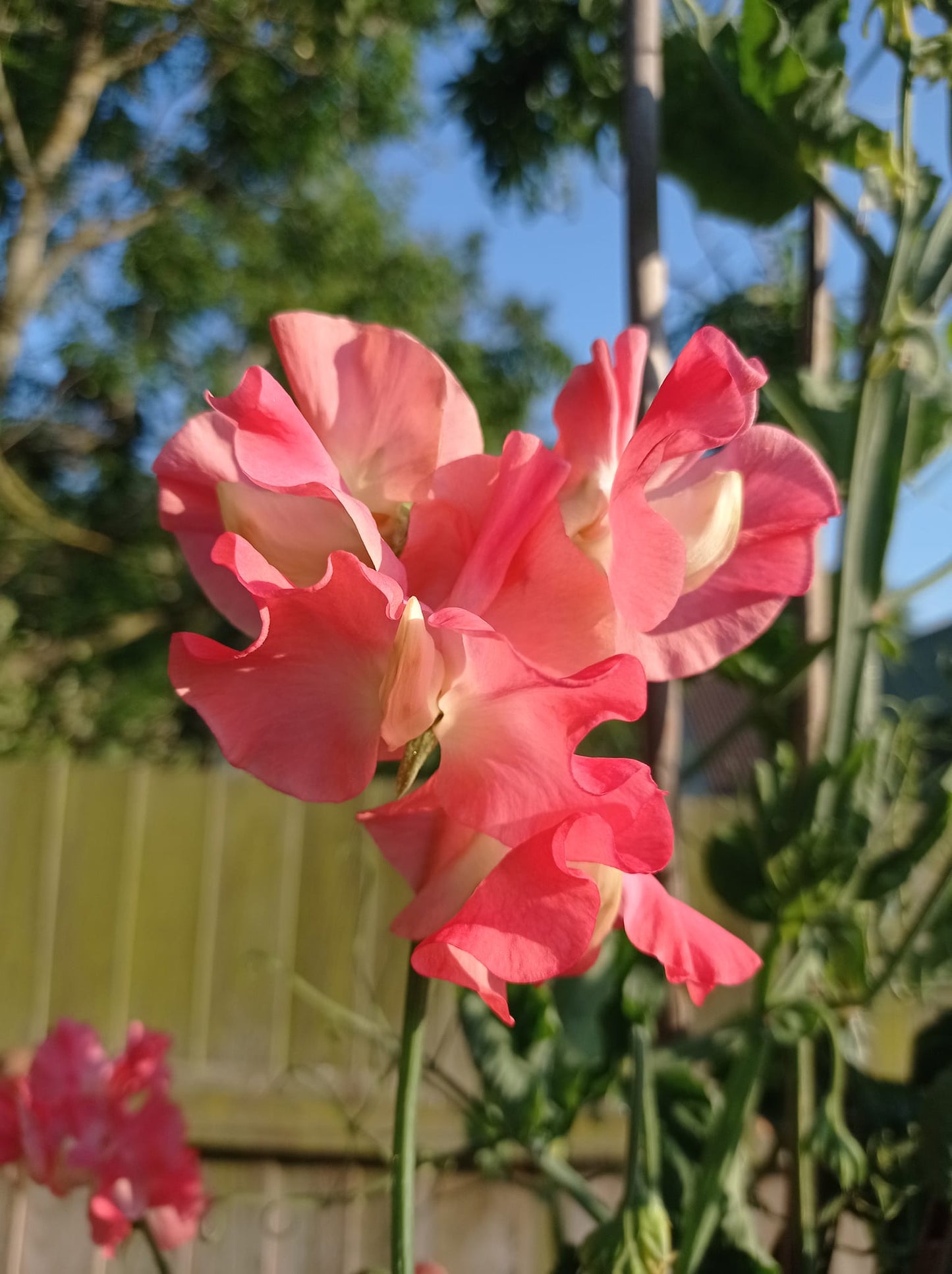 Marjorie Carrier Sweet Pea seeds online shopping
