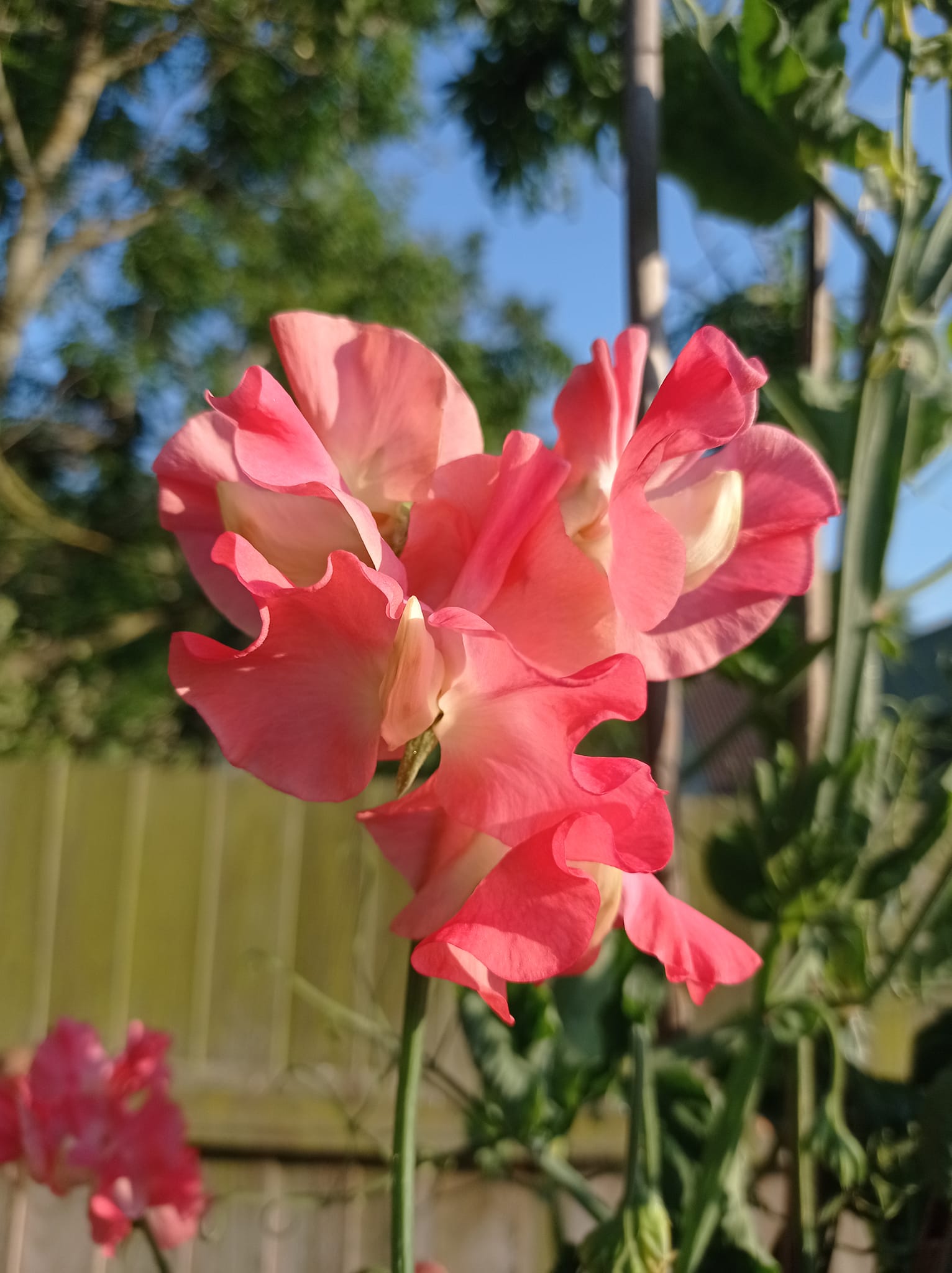 Marjorie Carrier Sweet Pea seeds online shopping