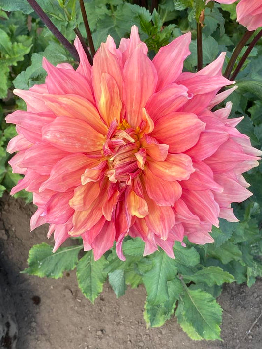Mango Madness Dahlia