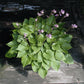 Swizzle Sticks Hosta Plants online shopping