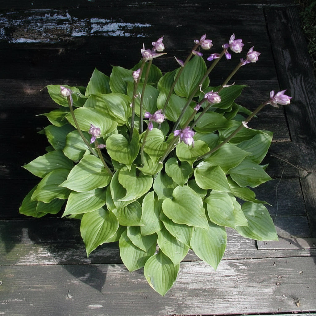 Swizzle Sticks Hosta Plants online shopping
