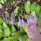 Fruit Punch Hosta Plants online shopping