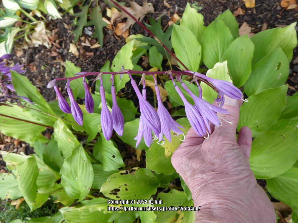 Fruit Punch Hosta Plants online shopping