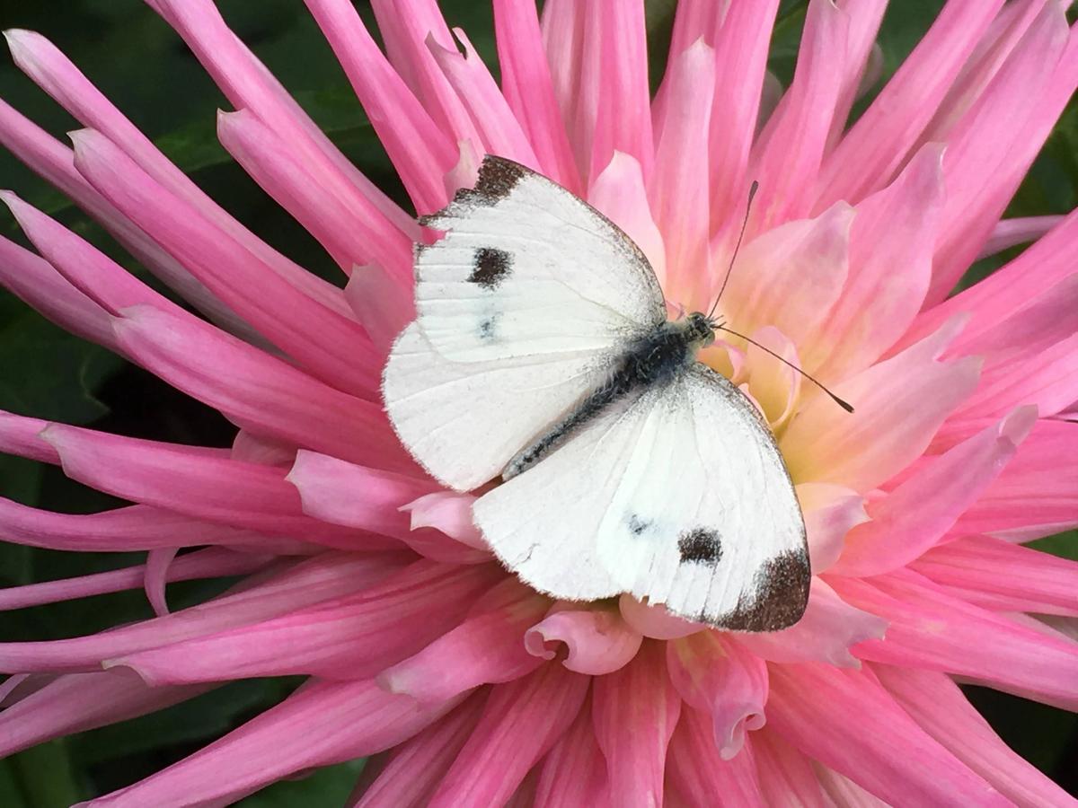 Park Princess Dahlia