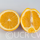 Gillette Navel Orange Budwood citrus plant material online shopping