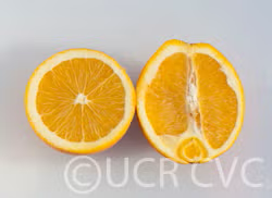 Gillette Navel Orange Budwood citrus plant material online shopping