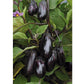 Patio Baby F1 Aubergine