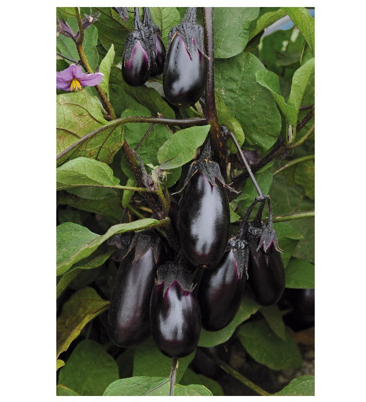 Patio Baby F1 Aubergine