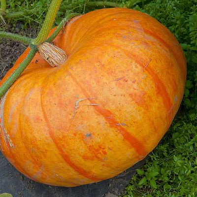 Jack of All Trades F1 Pumpkin Seeds online shopping