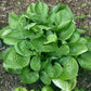 Ruby Earings Hosta Plants online shopping
