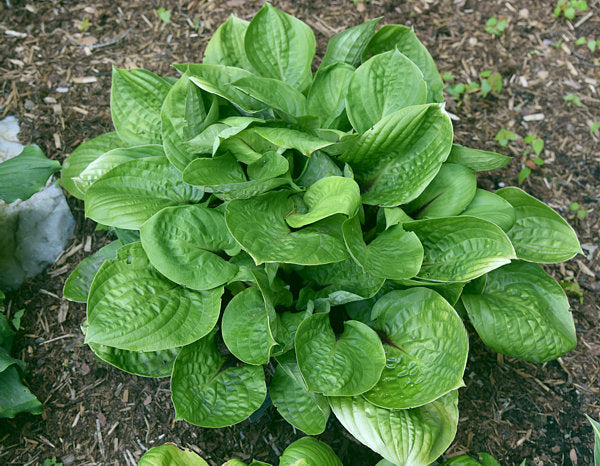 Ruby Earings Hosta Plants online shopping