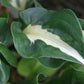 Mellow Mood Hosta Plants online shopping