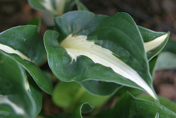 Mellow Mood Hosta Plants online shopping