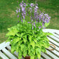 O’Harra Hosta Plants online shopping