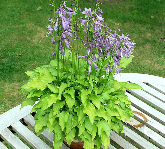 O’Harra Hosta Plants online shopping