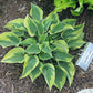 Snowy Lake Hosta Plants online shopping