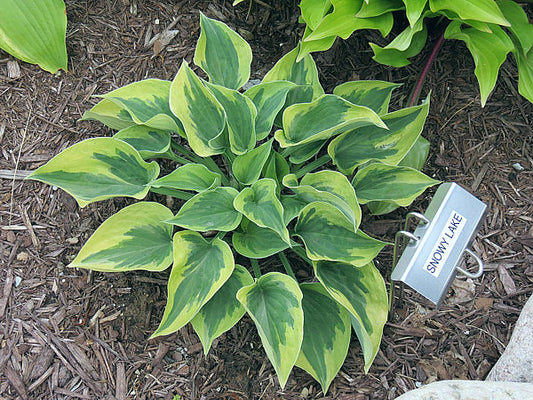Snowy Lake Hosta Plants online shopping