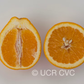 Ambersweet Orange Budwood citrus plant material online shopping