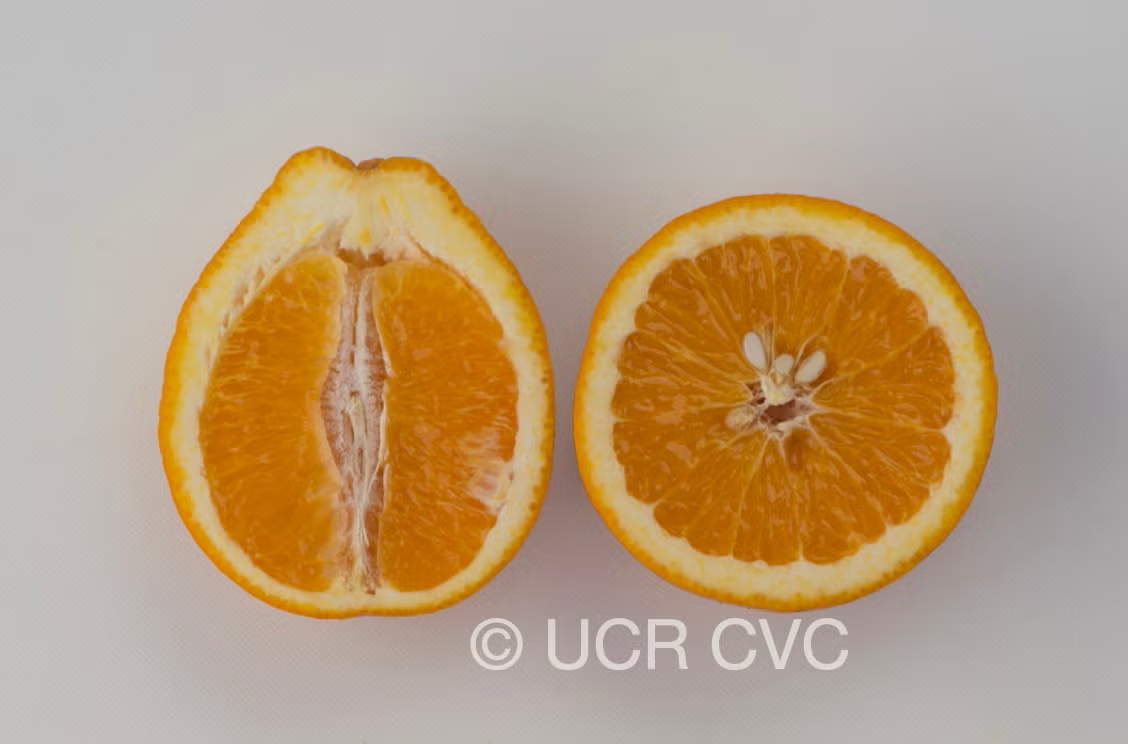 Ambersweet Orange Budwood citrus plant material online shopping
