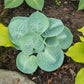 Around And Around Hosta Plants online shopping