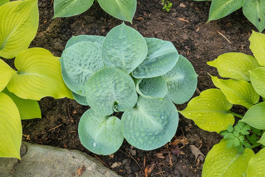 Around And Around Hosta Plants online shopping