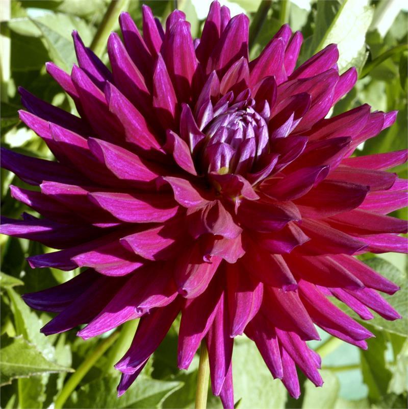 Nadine Jessie Dahlia