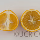 Kiyomi Tangor Mandarin Budwood citrus plant material online shopping