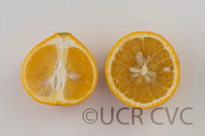Kiyomi Tangor Mandarin Budwood citrus plant material online shopping
