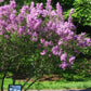 Lilac Sunday Rouen Lilac lilac plant online shopping