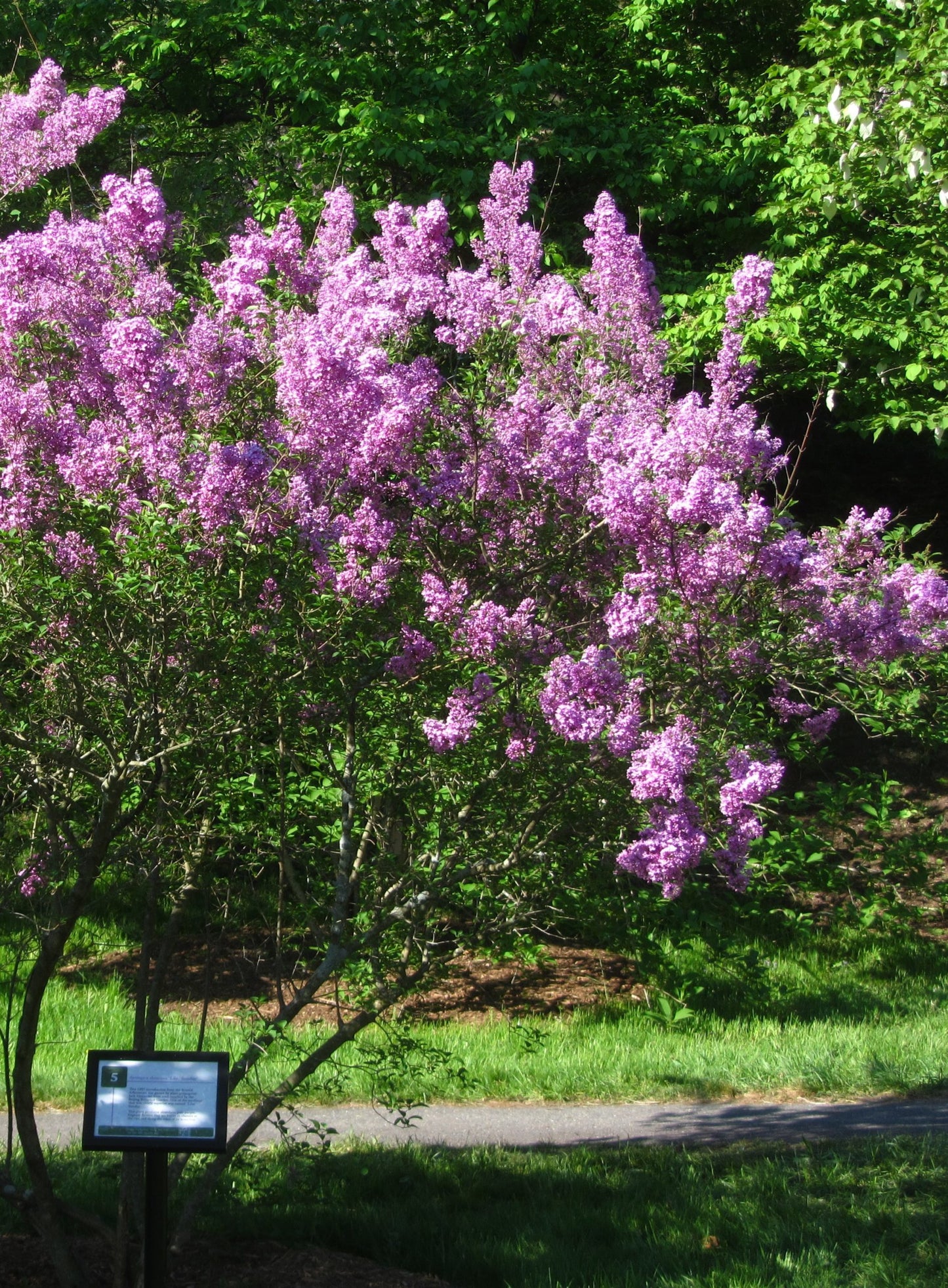 Lilac Sunday Rouen Lilac lilac plant online shopping