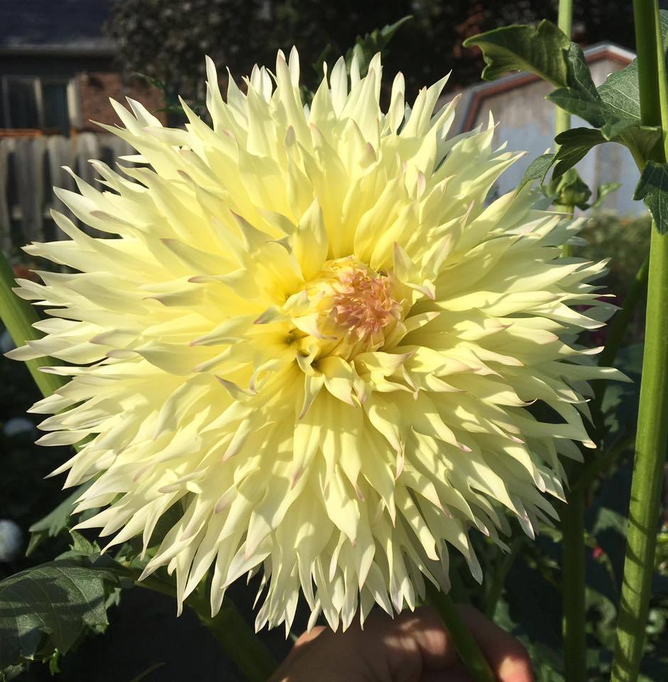 Citron Du Cap Dahlia