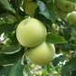 Yellow Transparent Heirloom Earliest Ripening Apple Plant
