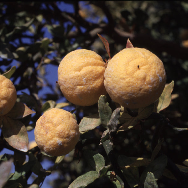 Flying Dragon Trifoliate Budwood citrus plant material online shopping