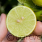 Mexican Lime Budwood citrus plant material online shopping