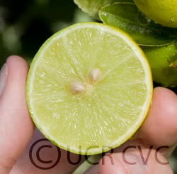 Mexican Lime Budwood citrus plant material online shopping