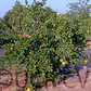 Shirokolistvennyi Satsuma Mandarin Budwood citrus plant material online shopping