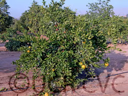 Shirokolistvennyi Satsuma Mandarin Budwood citrus plant material online shopping