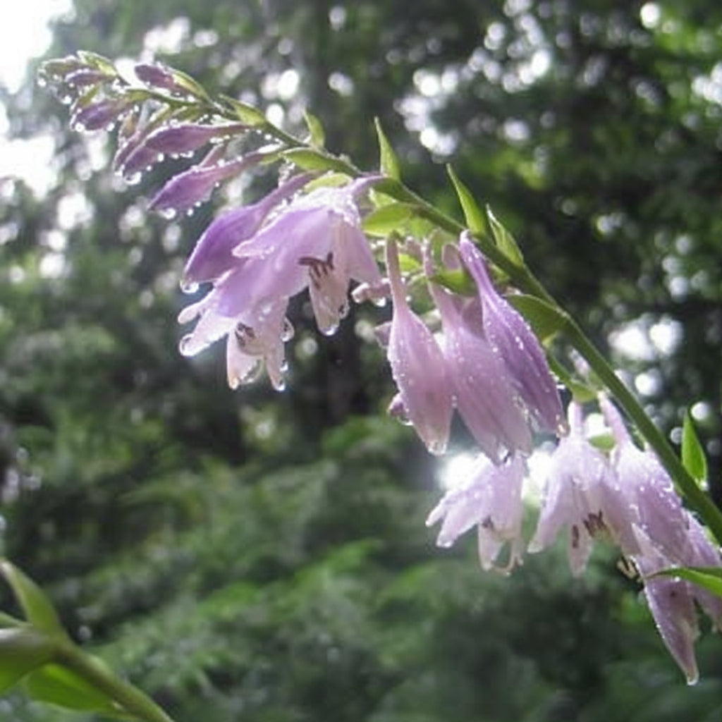 Mrs Minky Hosta Plants online shopping
