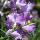Jacqueline Ann Sweet Pea seeds online shopping
