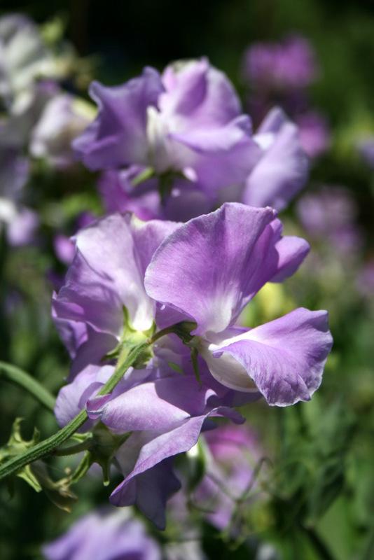 Jacqueline Ann Sweet Pea seeds online shopping