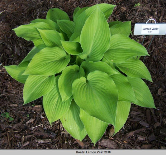 Lemon Zest Hosta