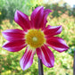 Junkyard Dog Dahlia