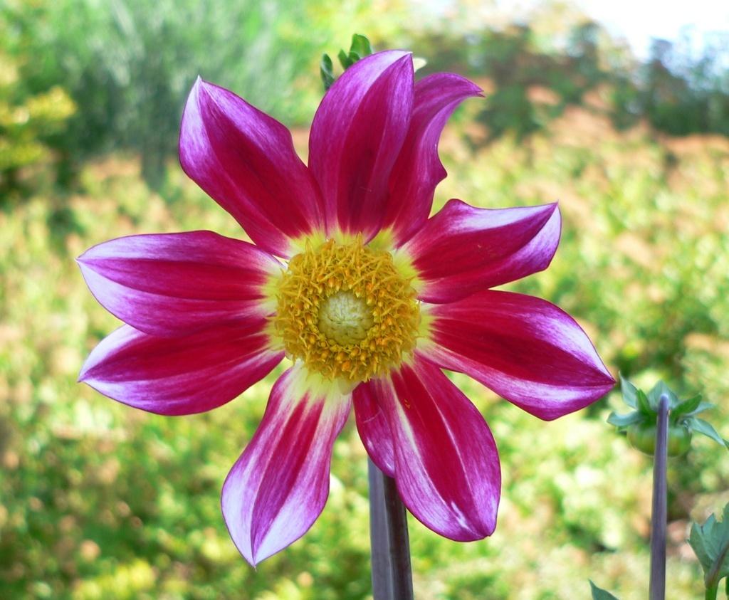 Junkyard Dog Dahlia