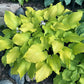 Phoenix Feathers Hosta Plants online shopping