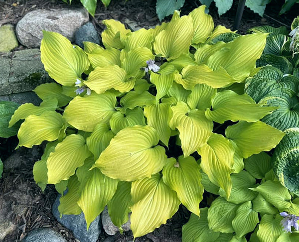 Phoenix Feathers Hosta Plants online shopping