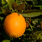 Washington Sanguine Blood Orange Budwood citrus plant material online shopping