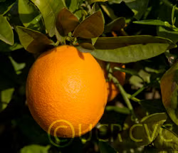 Washington Sanguine Blood Orange Budwood citrus plant material online shopping