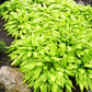 Friends Hosta Plants online shopping